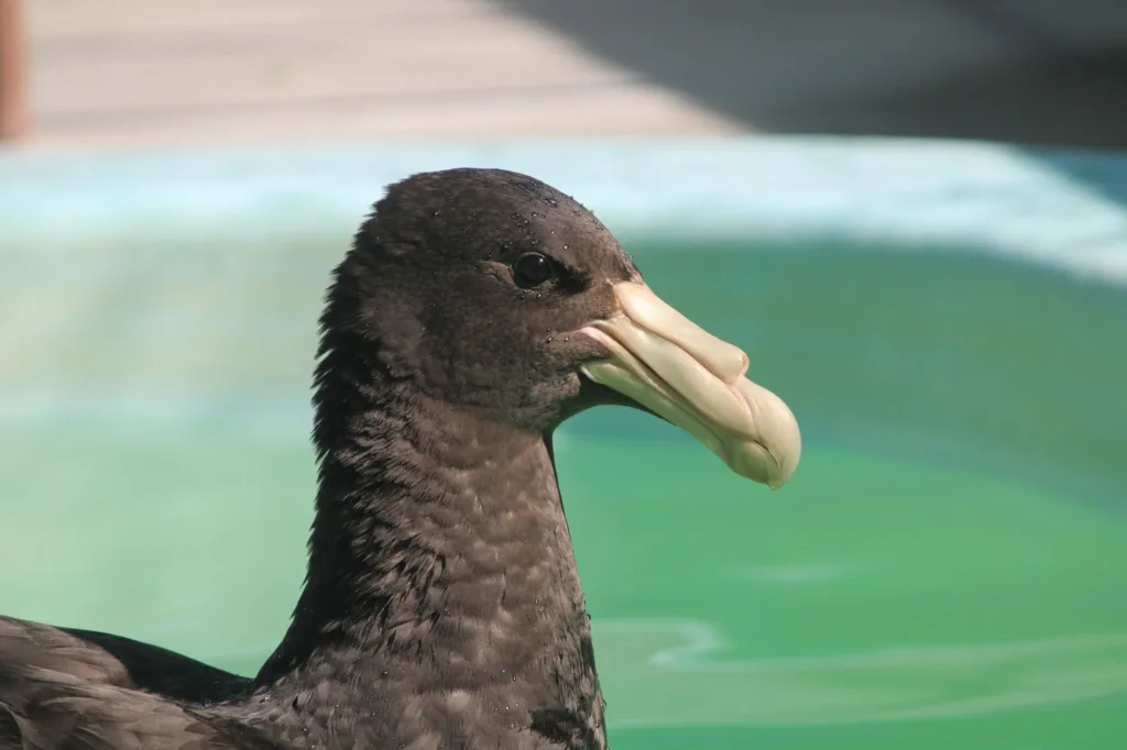 Petreis piscina Instituto Albatroz 2 Aves marinhas pouco comuns no Sudeste, petréis-gigantes-do-Sul são encontrados na Região dos Lagos