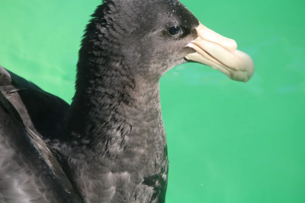 Petreis piscina Instituto Albatroz 3 Aves marinhas pouco comuns no Sudeste, petréis-gigantes-do-Sul são encontrados na Região dos Lagos