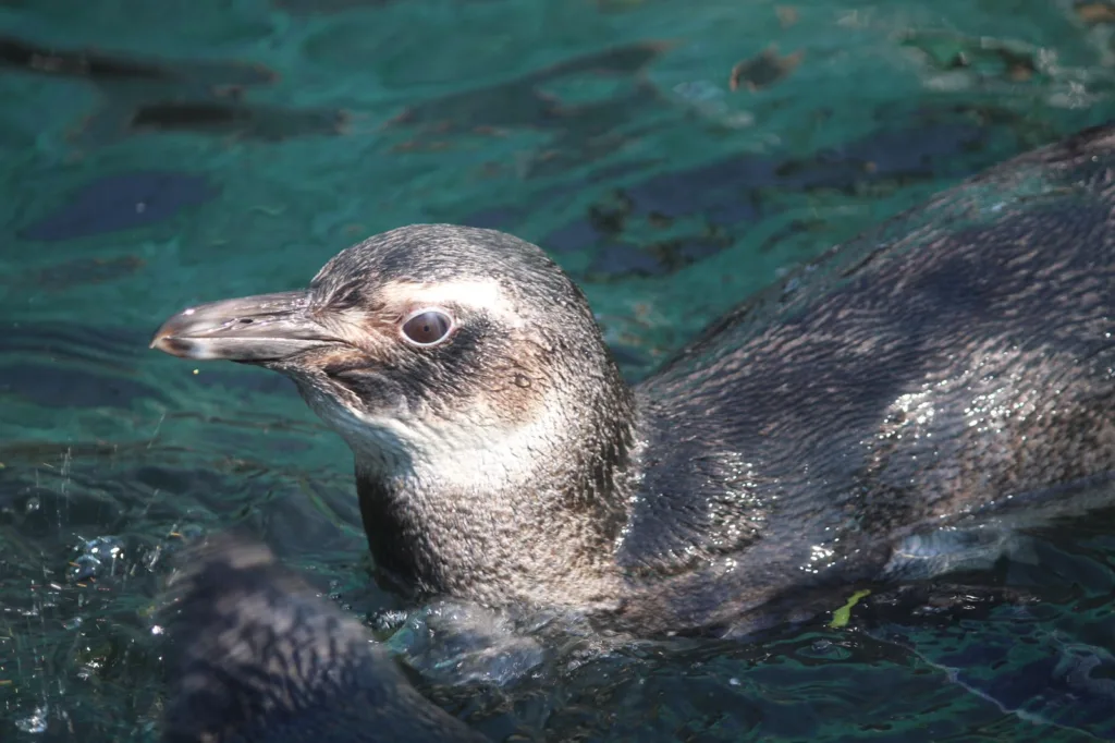 Pinguis piscina INstituto Albatroz 4 Aves marinhas pouco comuns no Sudeste, petréis-gigantes-do-Sul são encontrados na Região dos Lagos