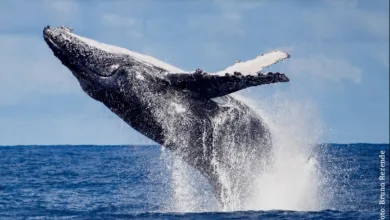 Capacitação Amigos da Jubarte sobre observação de baleias e golfinhos em Búzios