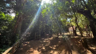 Area verde do Horto Florestal de Barra do Pirai, no Vale do Cafe, onde acontece o evento gratuito Um Dia no Horto com caminhada ecologica e plantio de arvores nativas
