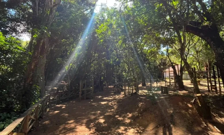 Area verde do Horto Florestal de Barra do Pirai, no Vale do Cafe, onde acontece o evento gratuito Um Dia no Horto com caminhada ecologica e plantio de arvores nativas