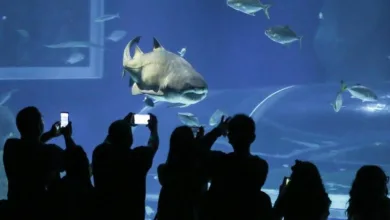 Rio de Janeiro - AquaRio amplia horario de visitacao durante a alta temporada