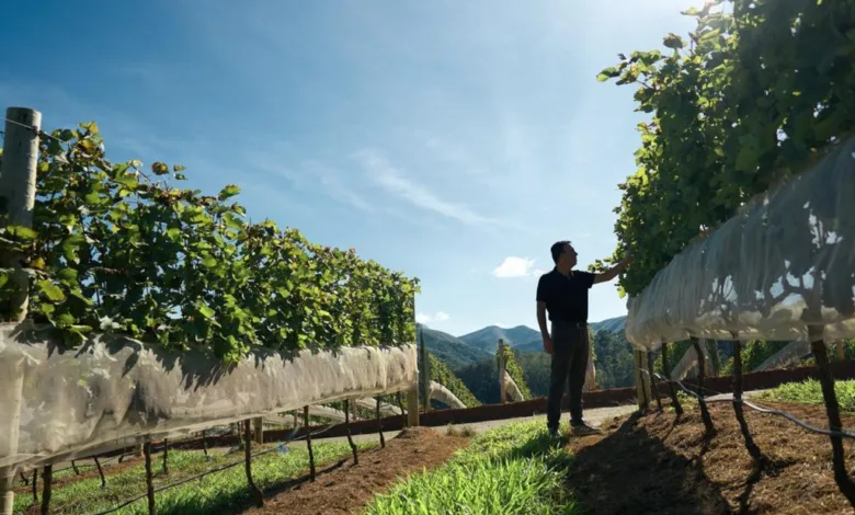 Vinhedos da Vinicola Maturano em Teresopolis, na Regiao Serrana do Rio de Janeiro, onde e cultivada a uva Chardonnay destinada ao primeiro espumante 100% fluminense