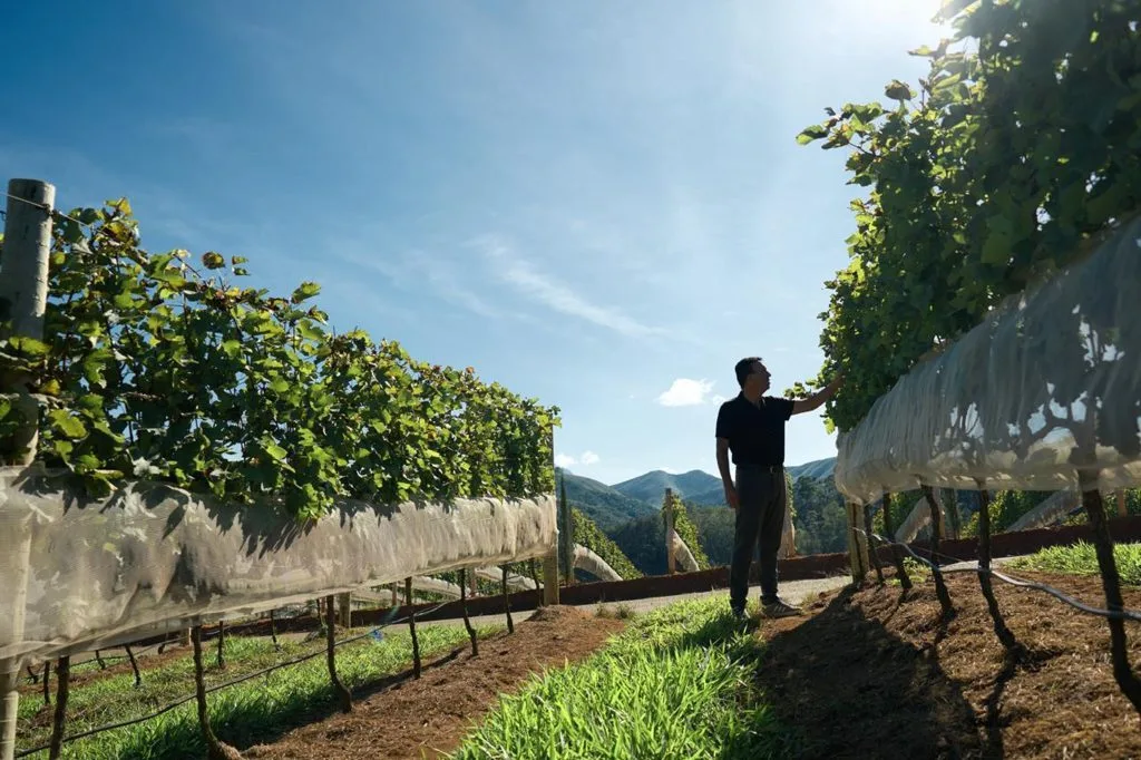 Vinhedos da Vinicola Maturano em Teresopolis, na Regiao Serrana do Rio de Janeiro, onde e cultivada a uva Chardonnay destinada ao primeiro espumante 100% fluminense